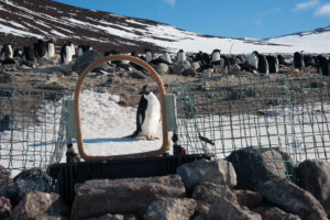 A penguin is considering how it likes the new model of weigh bridge.